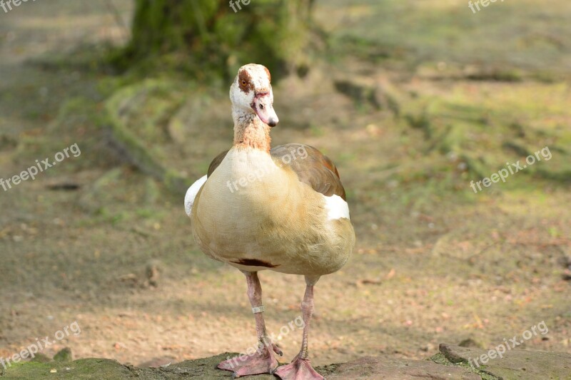 Duck Animal Feather Bird Flying