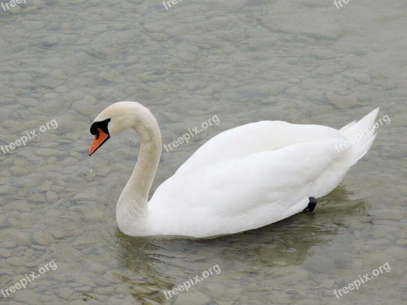 Swan Cygnini Animal Bird White