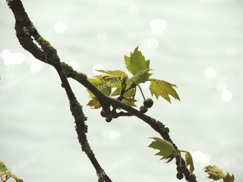 Leaves Branch Lake Lichtspiel Plant