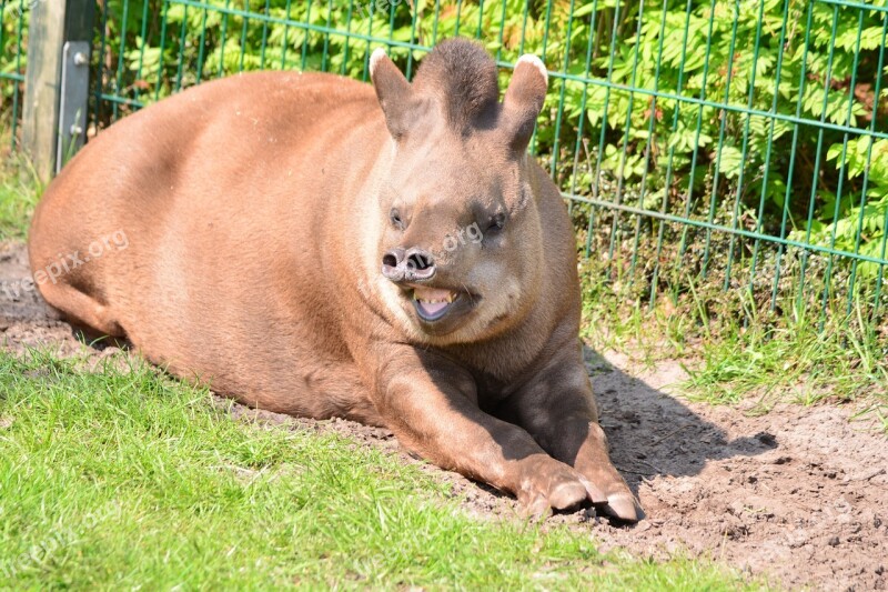 Tapir Cumbersome Proboscis Tropical Forests Free Photos