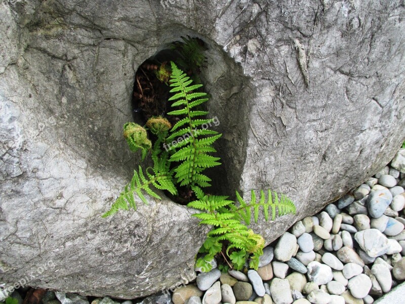 Stone Fern Pebbles Green Grey