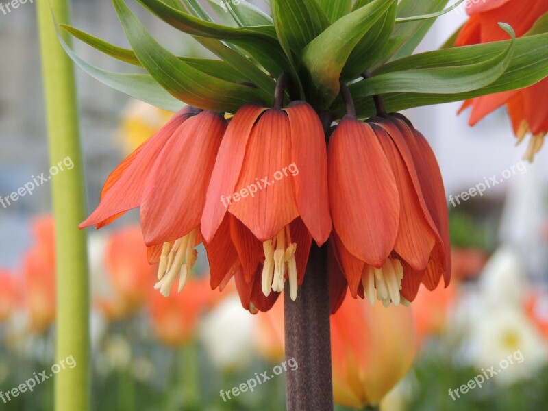 Imperial Crown Orange Blossom Bloom Plant