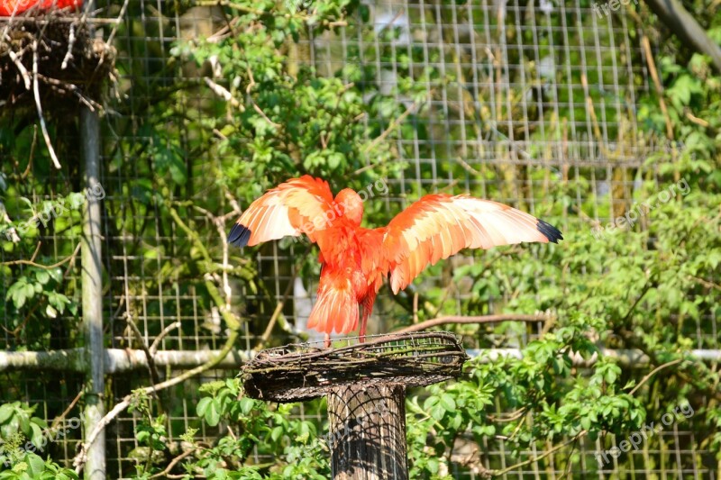 Bird Red Bird Animals Water Pretty