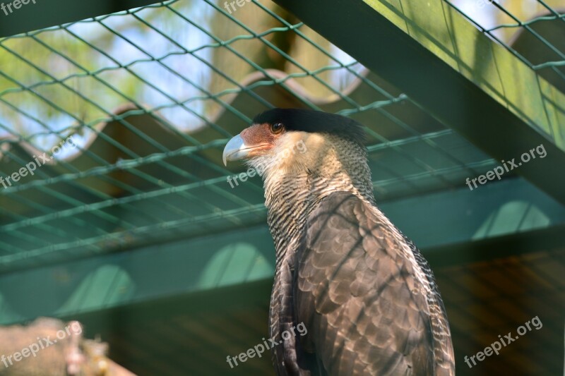 Caracará Bird Flying Bill Animal