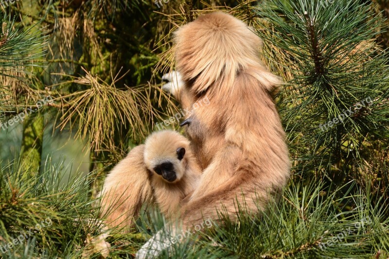 Gibbons Monkey Brown Mother With Child Mammal