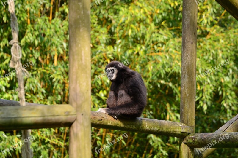 Gibbons Monkey Black Mammal Zoo