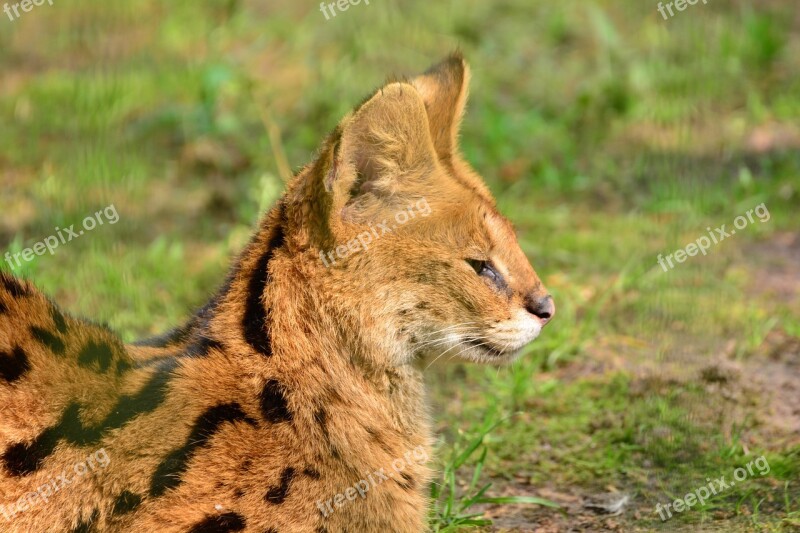 Serval Small Cat Wildcat Predators Mammals