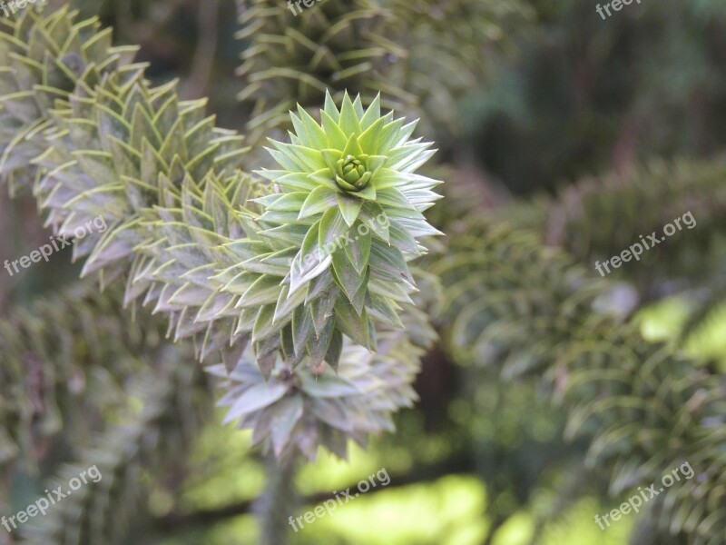 Araucaria Plant Macro Free Photos