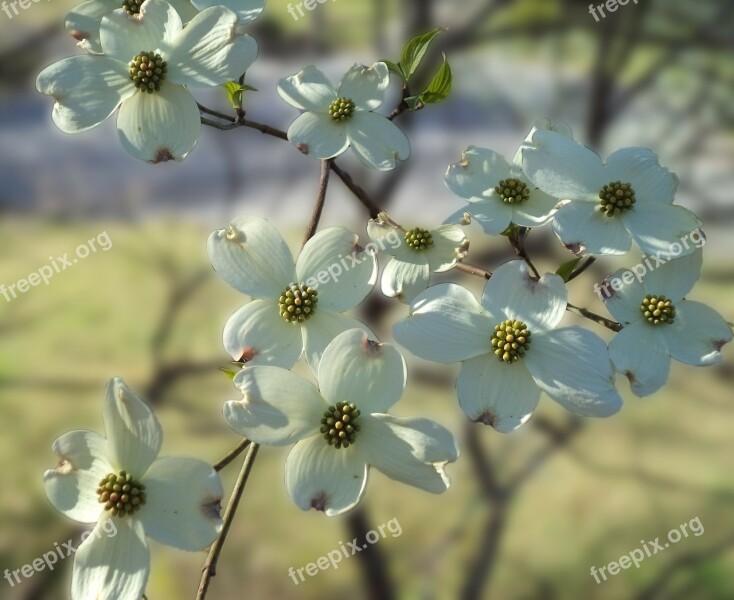 Flowers Dogwood Spring Dogwood Blossoms Blossoms