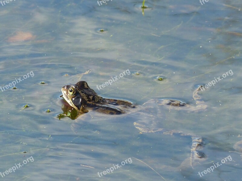 Frog Pond Curious Swim Frog Pond