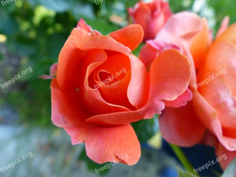 Rose Tender Gentle Salmon Plant