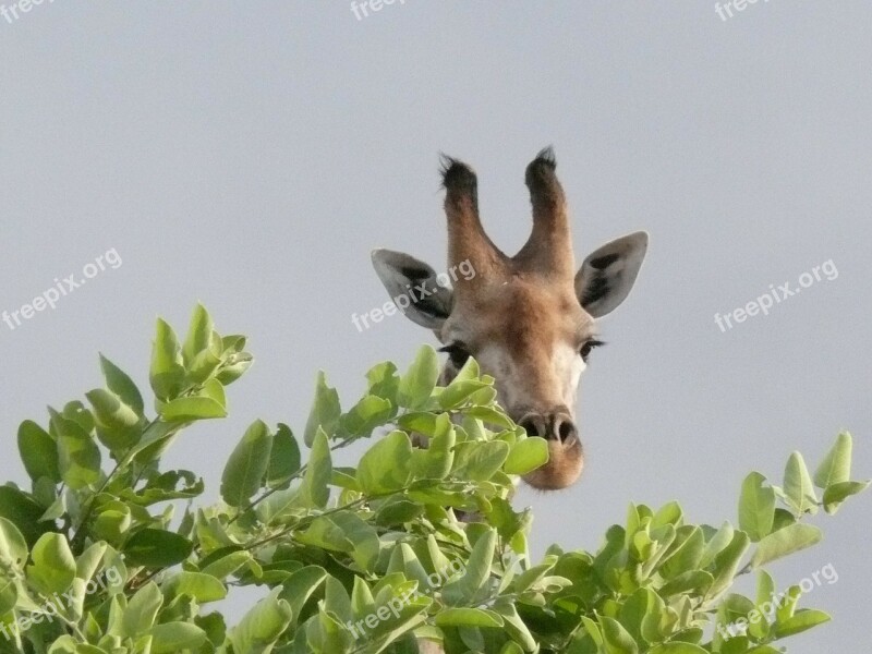 Africa Botswana Okavango Delta Giraffe Safari