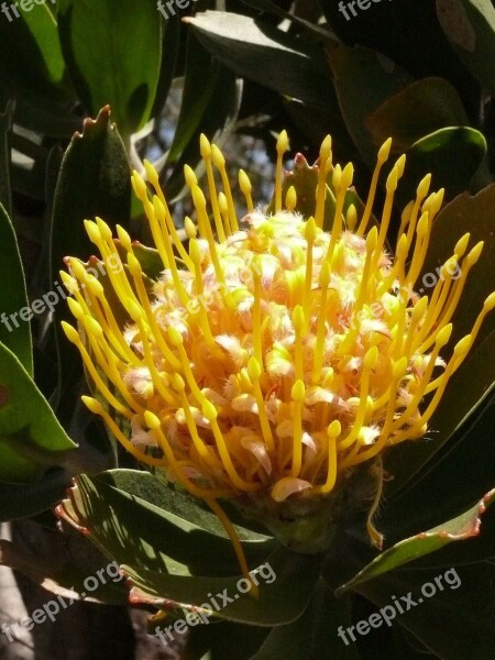 South Africa Close Up Kirstenbosch Flower Protea