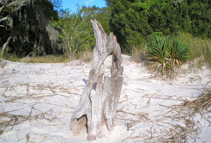 Jekyll Island Georgia Drift Wood Part Of Tree Resort