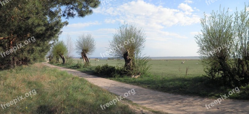 Trail Pollarded Willows Spring Edge Of The Woods Sand Road