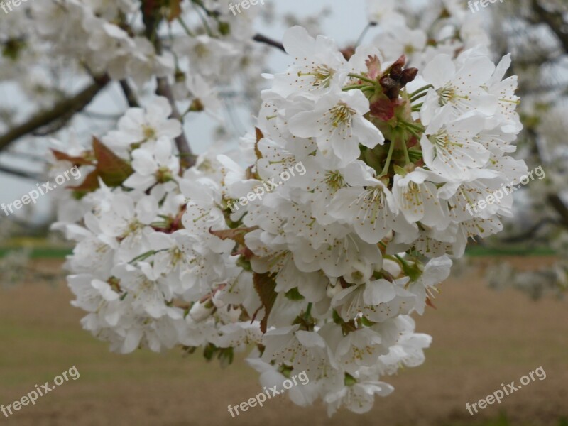 Cherry Blossom Spring White Blossom Cherry Tree Blossom