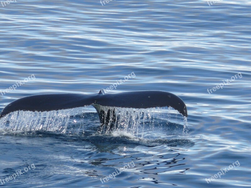 Antarctica Antartica Wal Southern Ocean Finn