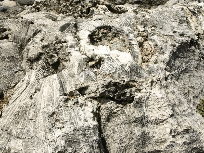 Rock Coral Nature Barren Close Up