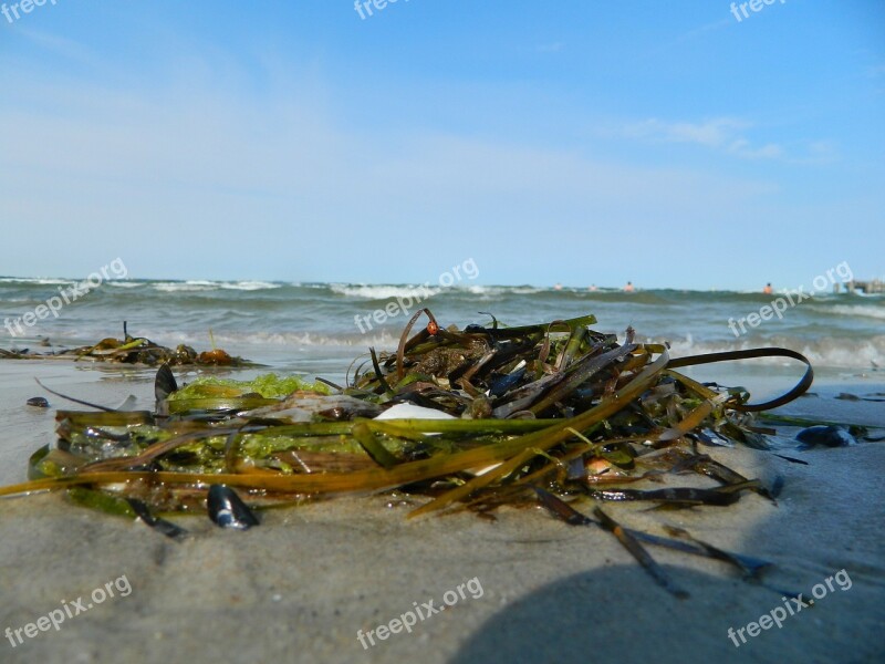 Tang Beach Sea Coast Wave