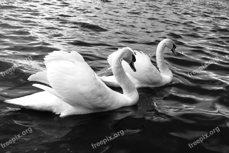 Swans Lake Bird Nature Wild Life