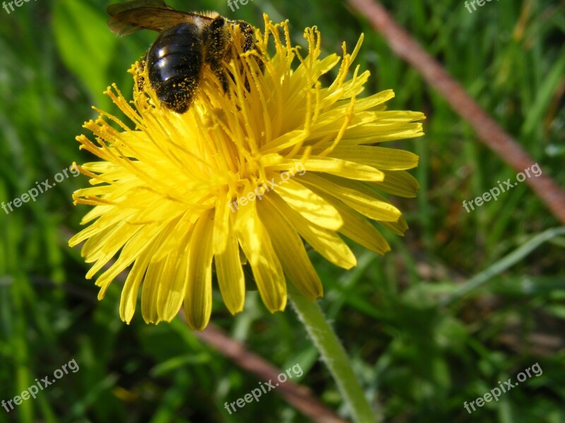 Bee Dandelion Spring Free Photos