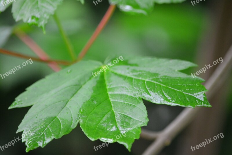 Raindrop Foliage Forest Hungary Free Photos