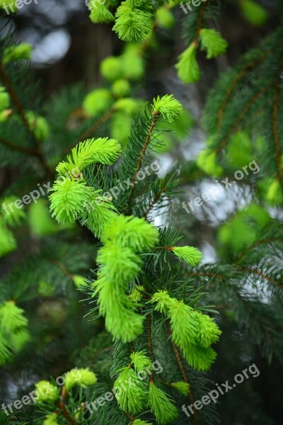 Pine Bud Forest Hungary Free Photos