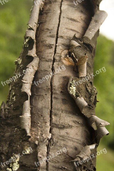 Tree Bark Structure Grey Nature