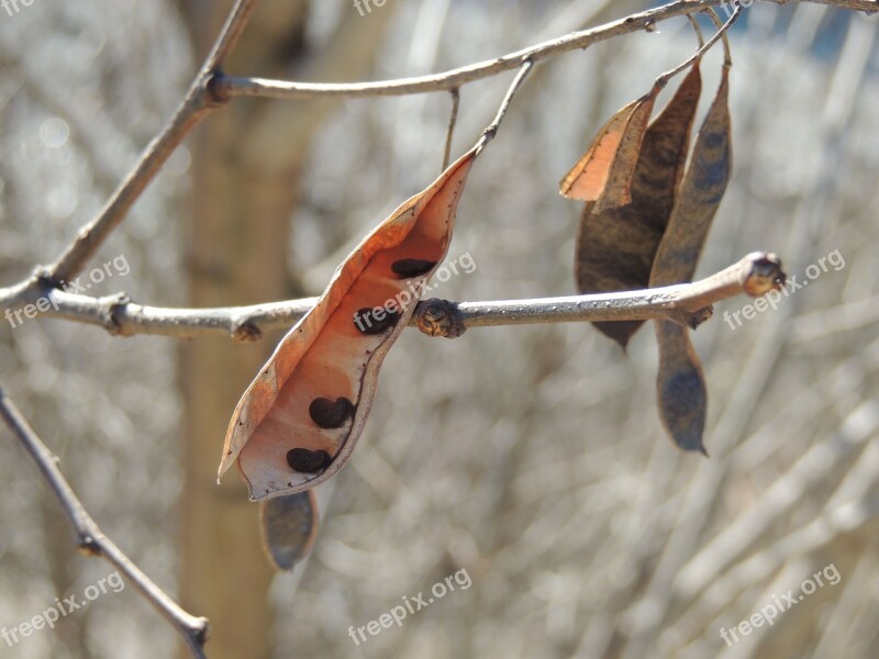 Macro Sleeve Cores Plant Cashew Nut