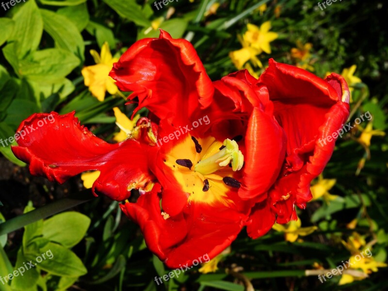 Tulip Flower Blossom Bloom Holland