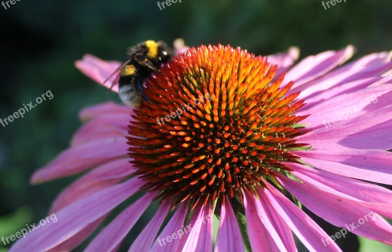 Bee On Flower Pink Flower 2 Coloured Flower Free Photos