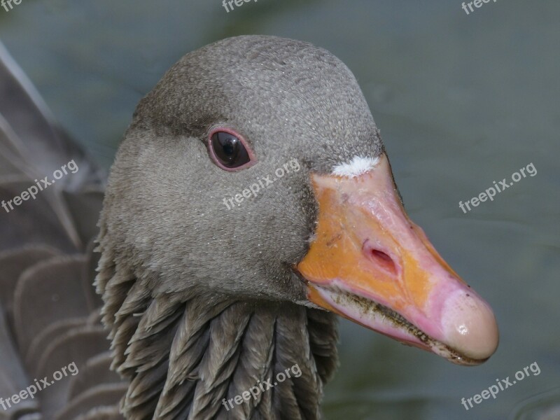 Bean Goose Feathered Animal Water Bird Bird