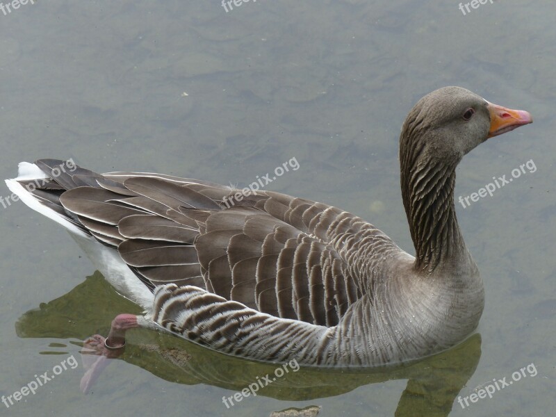 Bean Goose Feathered Animal Water Bird Bird