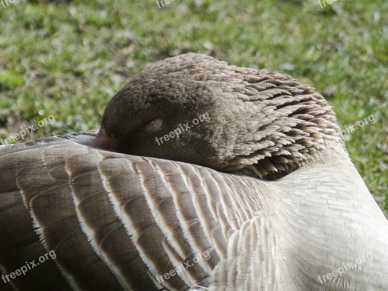 Bean Goose Sleeping Feathered Animal Water Bird