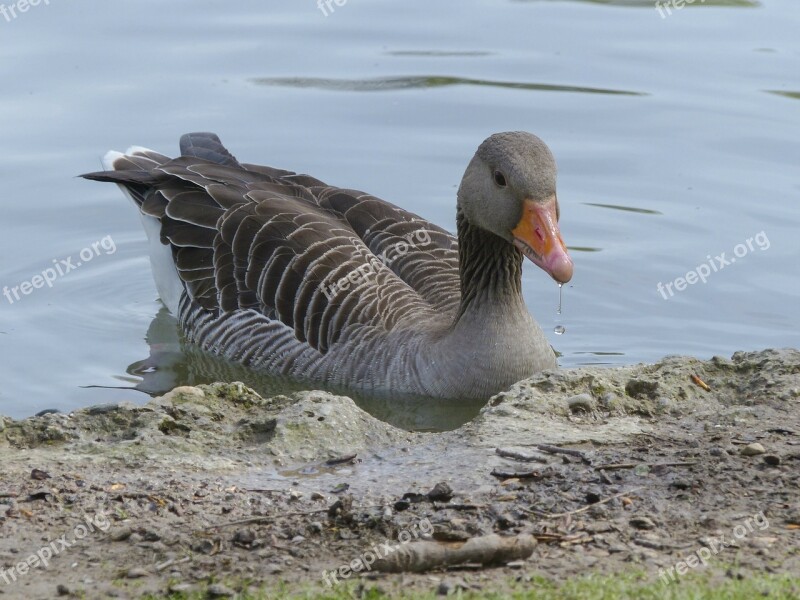 Bean Goose Feathered Animal Water Bird Bird