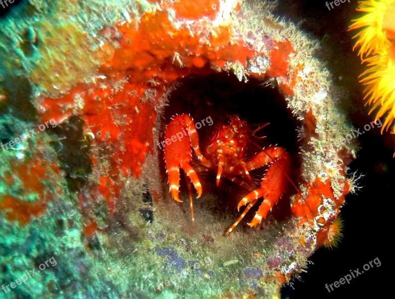 Crab Crustacean Aruba Scuba Sea Life