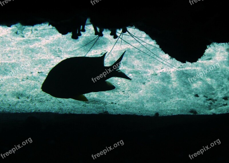 Damsel Fish Profile Cave Sea Life Scuba Diving