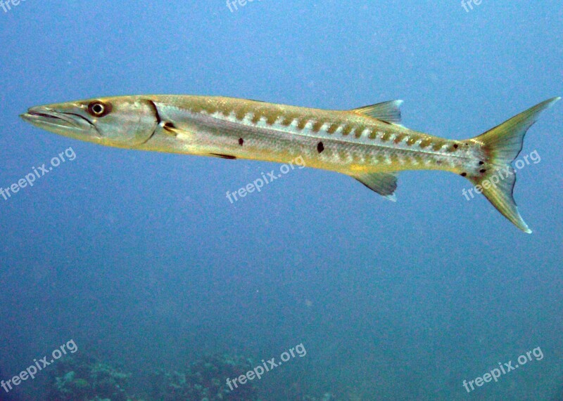 Barracuda Fish Cayman Islands Scuba Sea Life