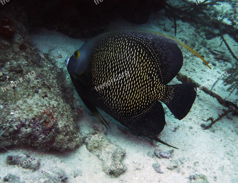 Angelfish Aruba Scuba Sea Life Scuba Diving