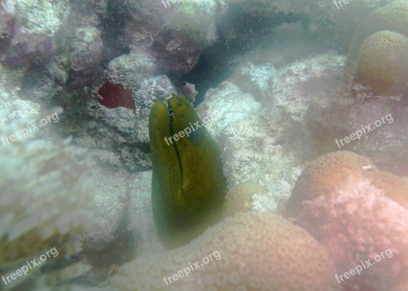 Green Moray Eel Scuba Sea Life Scuba Diving