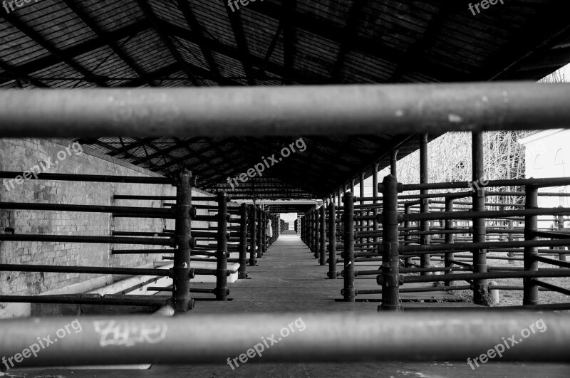 Slaughterhouse Black And White Days Gone By Bars Corridor