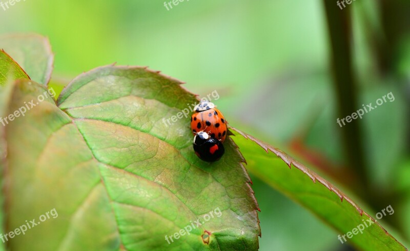 Harlequin Copulation Mating Ladybird Harmonia Axyridis