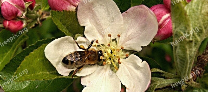 Apple Tree Flower Bud Bee Spring