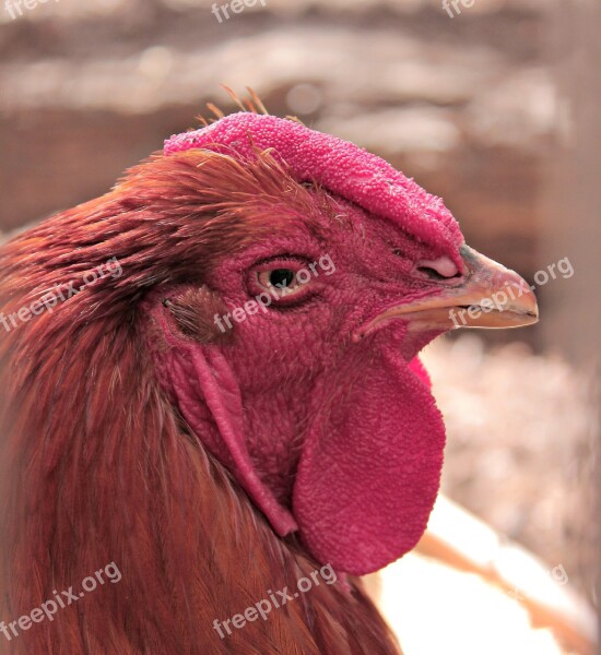 Hahn Bird Poultry Animals Eye