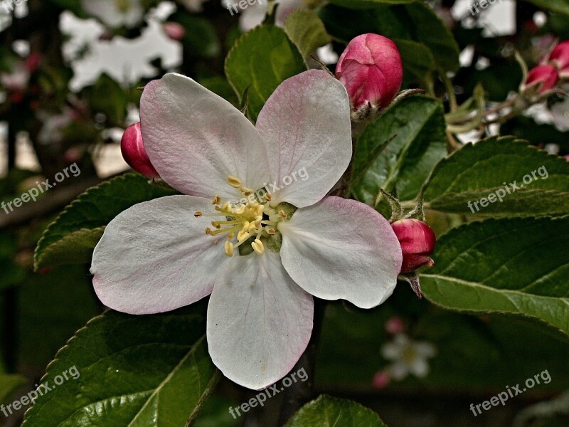 Apple Tree Flower Vernal Bud Sheet