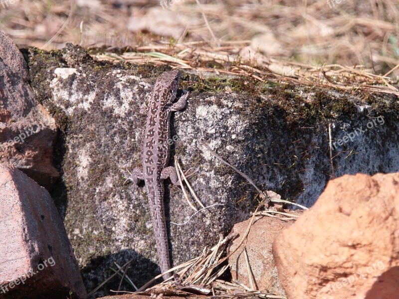 The Lizard Gray Animals Free Photos