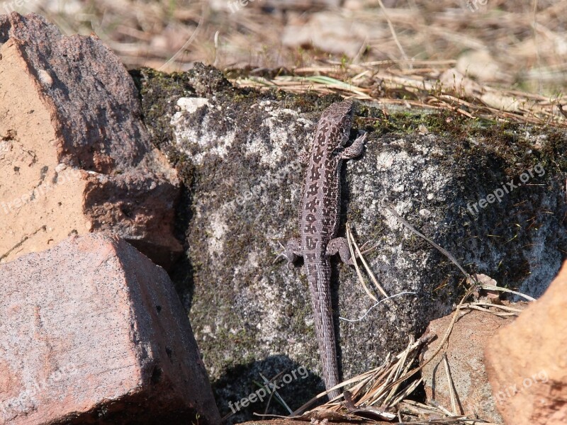 The Lizard Gray Swornegacie Animals Free Photos