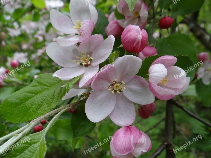 Blossom Bloom Apple Apple Tree Apple Tree Blossom