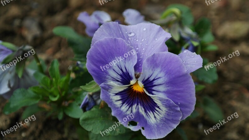 Pansy Background Blossom Bloom Colorful