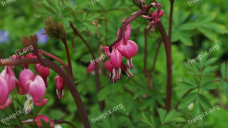 Bleeding Heart Lamprocapnos Spectabilis Heart Flower Herzerlstock Flaming Heart